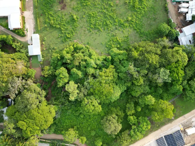 Vista cenital de un terreno cubierto de césped con árboles y vegetación dispersos, bordeado por caminos de tierra y estructuras cercanas.