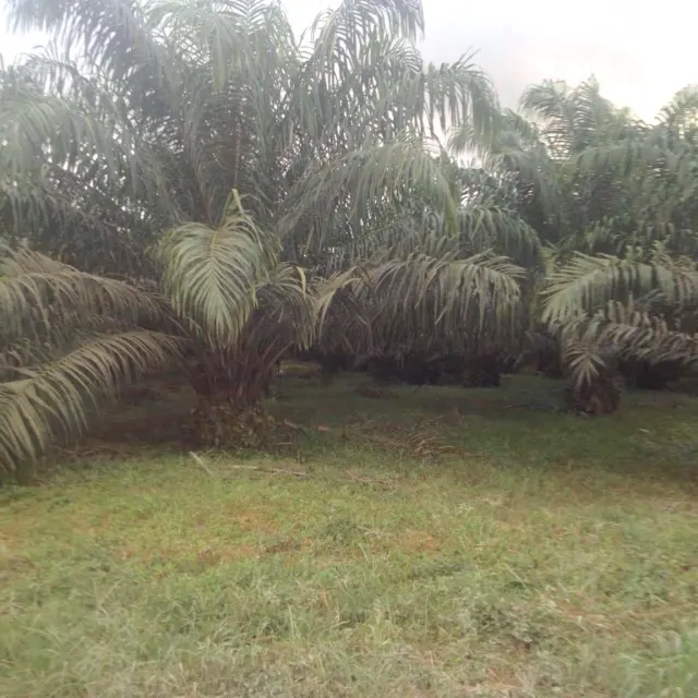 Finca de palma en venta Costa Rica 140 hectareas