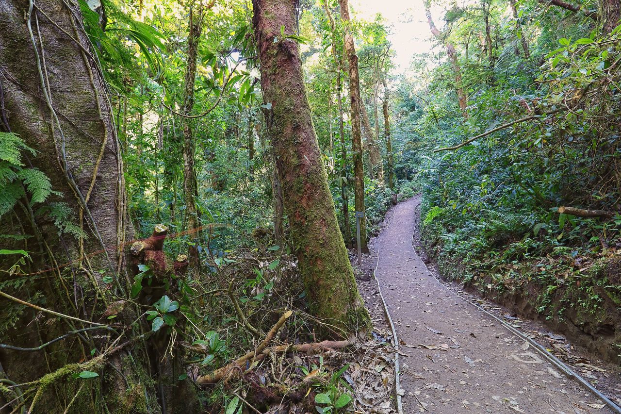 Sendero en la reserva del bosque nuboso de Monteverde, con árboles cargados de musgo y epifitas